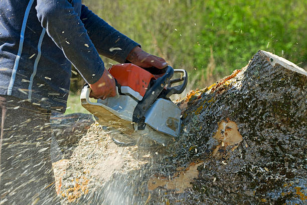 Best Tree Branch Trimming  in USA